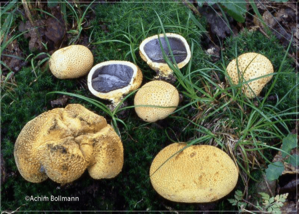 Dickschaliger Kartoffel Hartbovist August 2012 Verein Der