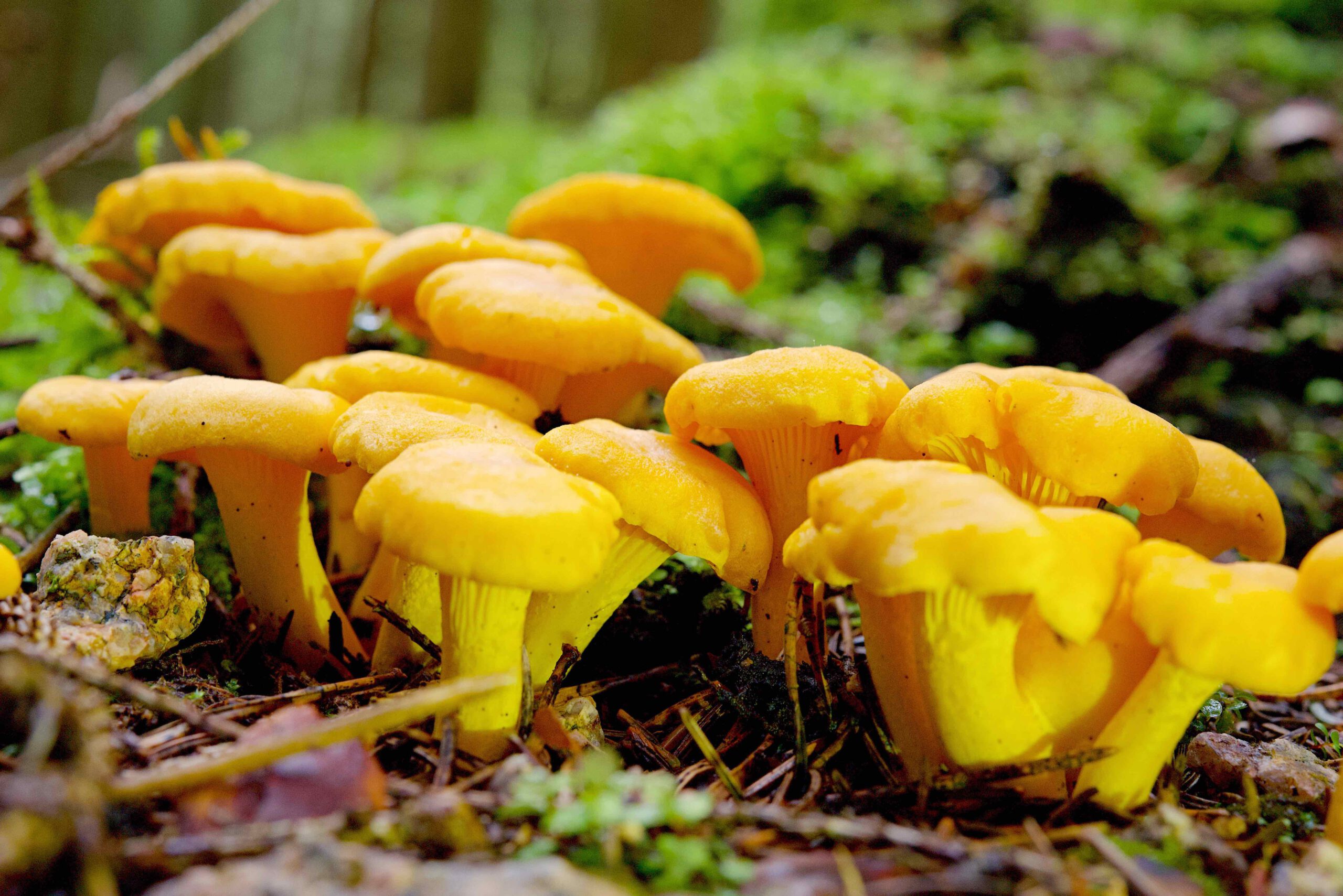 Pfifferlinge - Cantharellus cibarius 