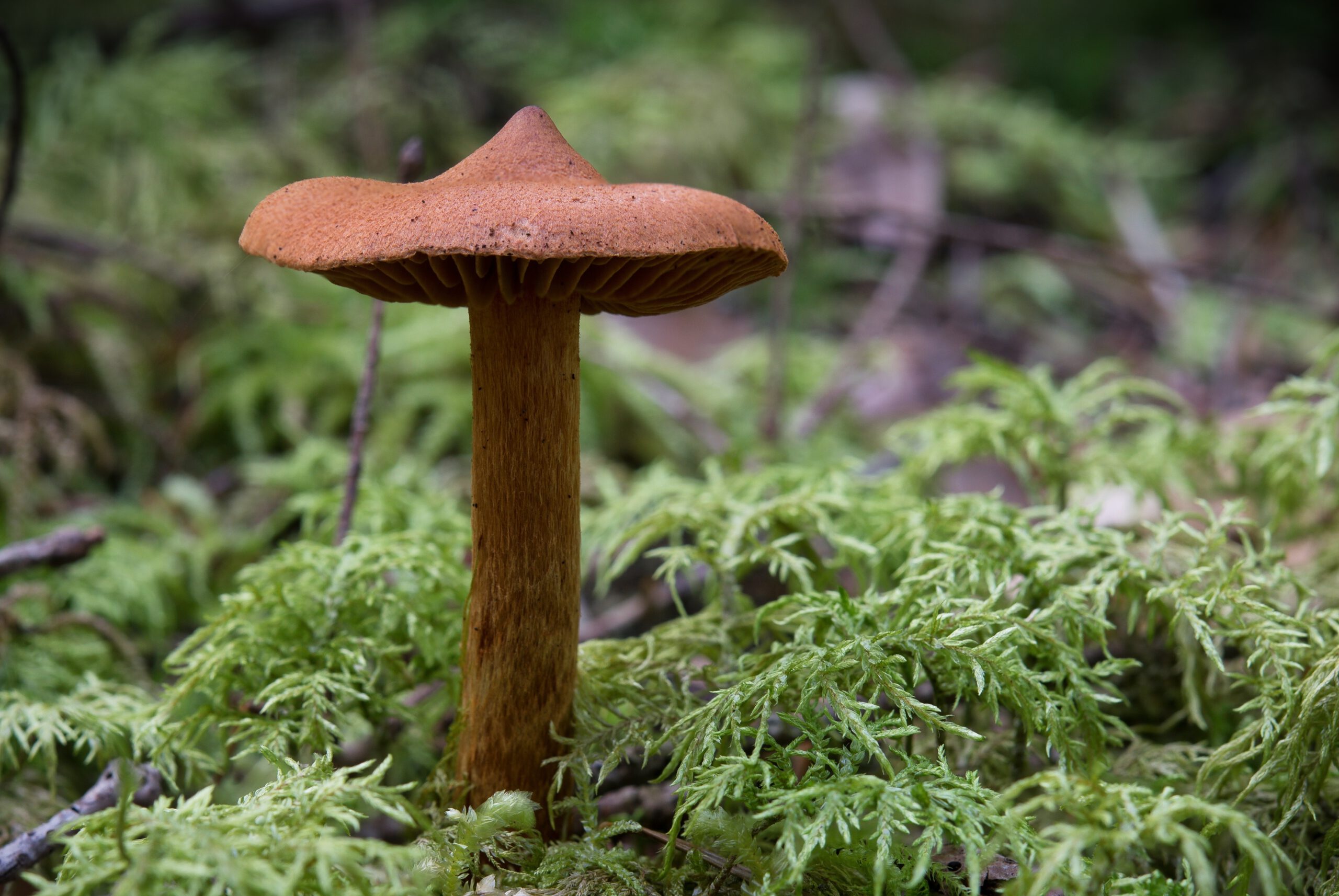 Cortinarius rubellus (Spitzgebuckelter Raukopf)