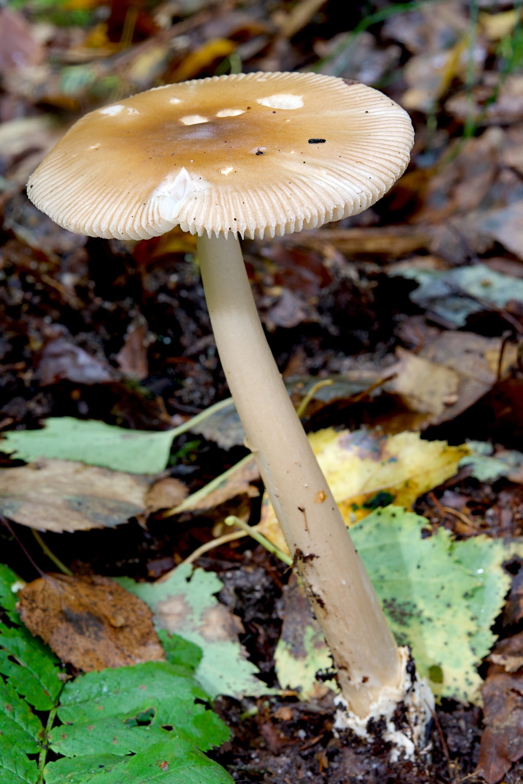 Cortinarius rubellus (Spitzgebuckelter Raukopf)