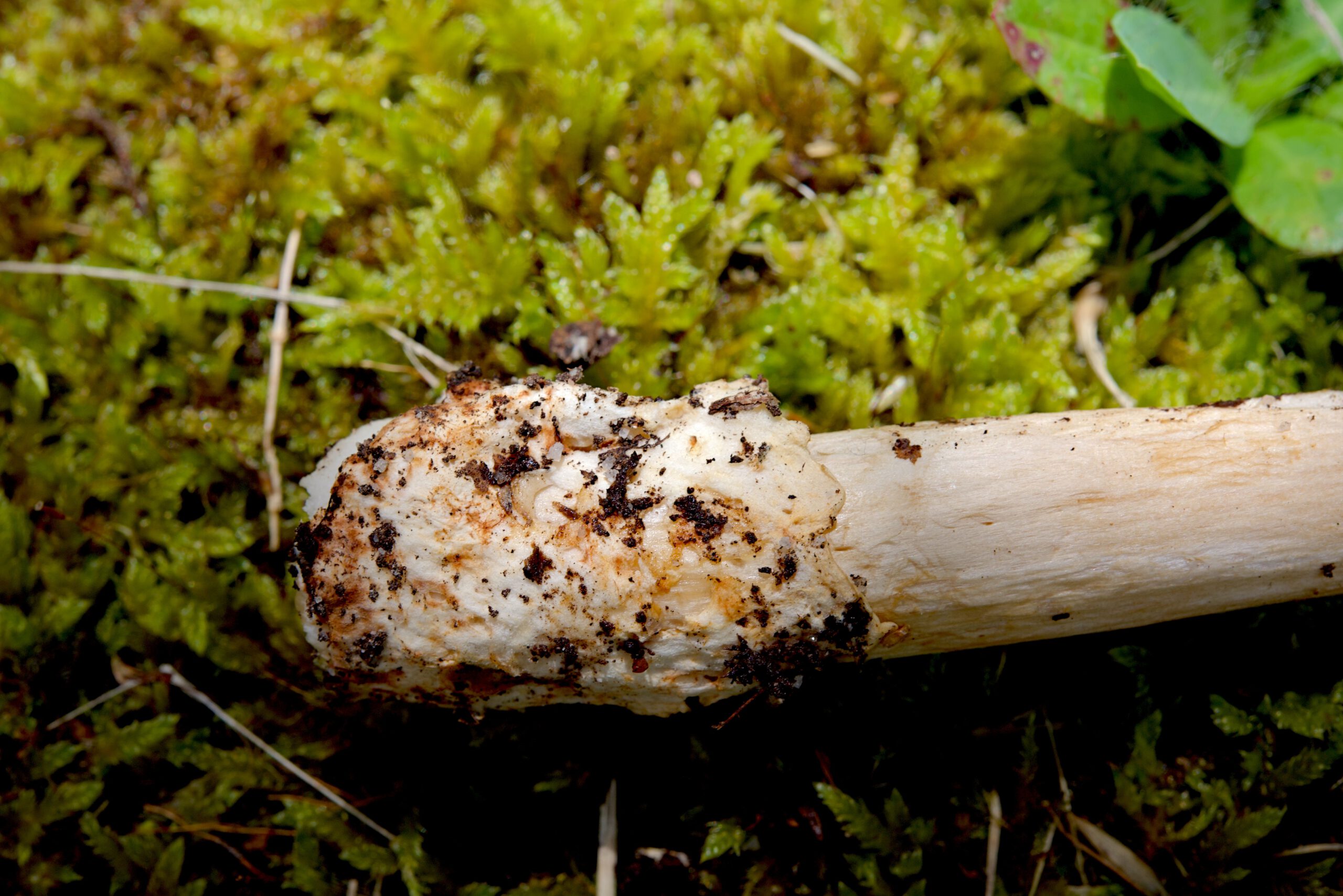 Amanita fulva (Rotbrauner Scheidenstreifling)