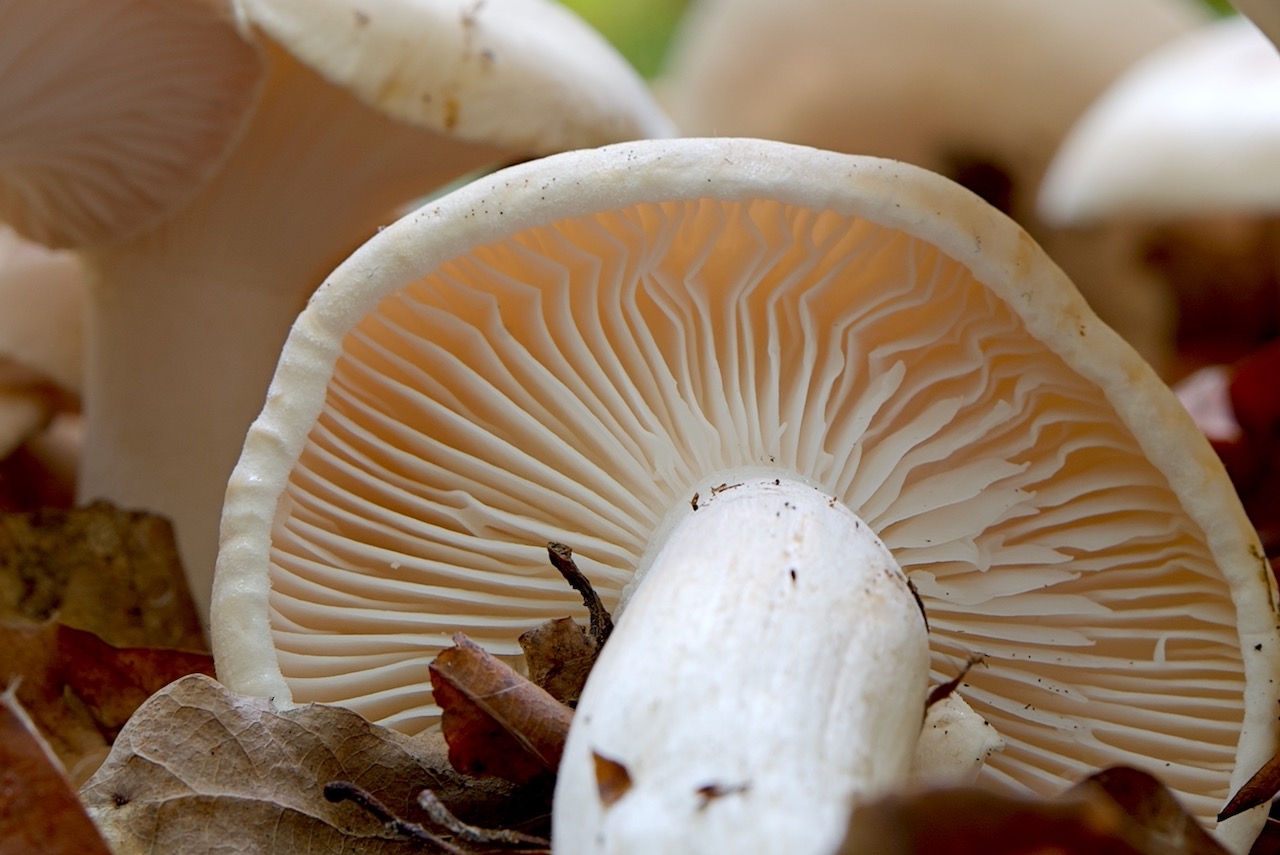 Amanita fulva (Rotbrauner Scheidenstreifling)