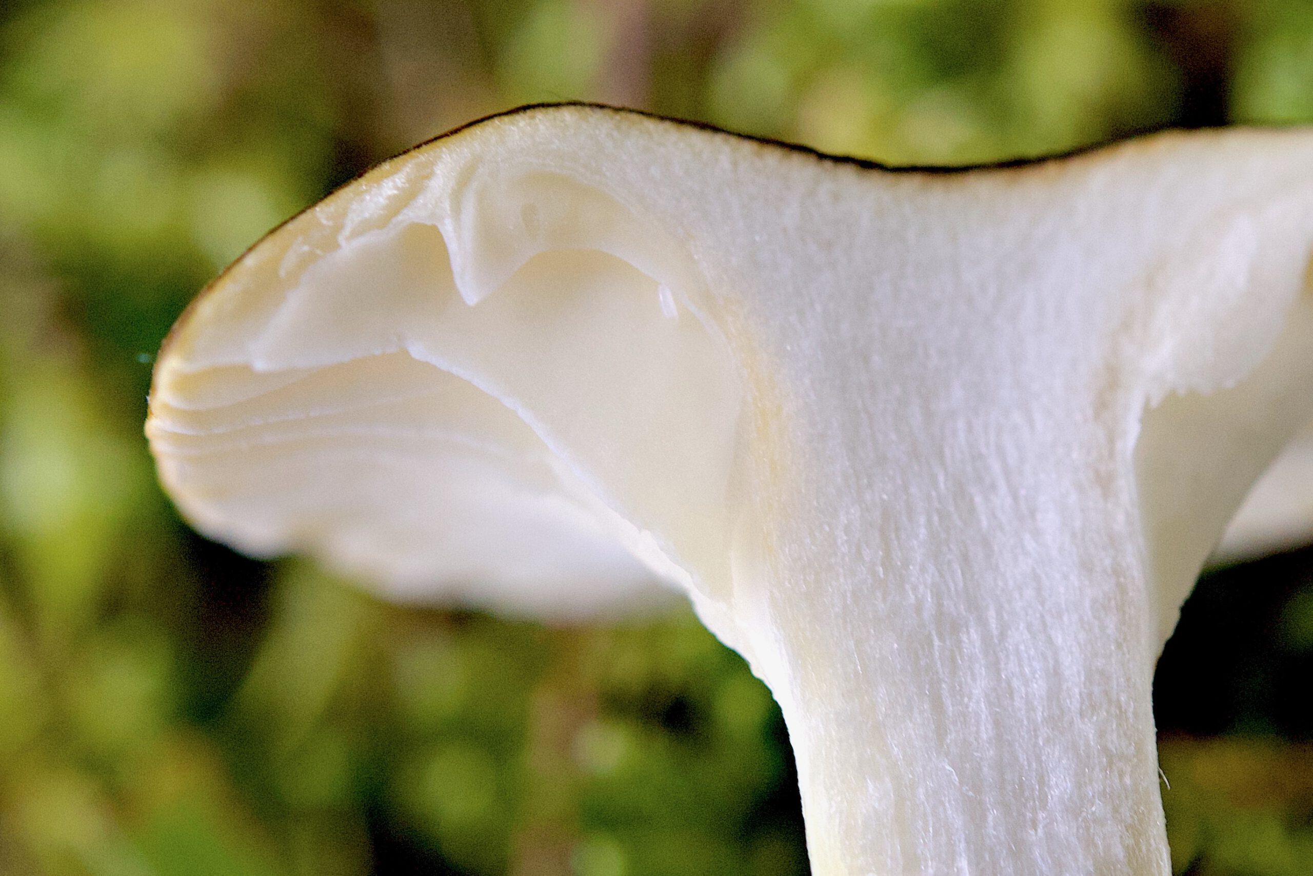 Amanita fulva (Rotbrauner Scheidenstreifling)