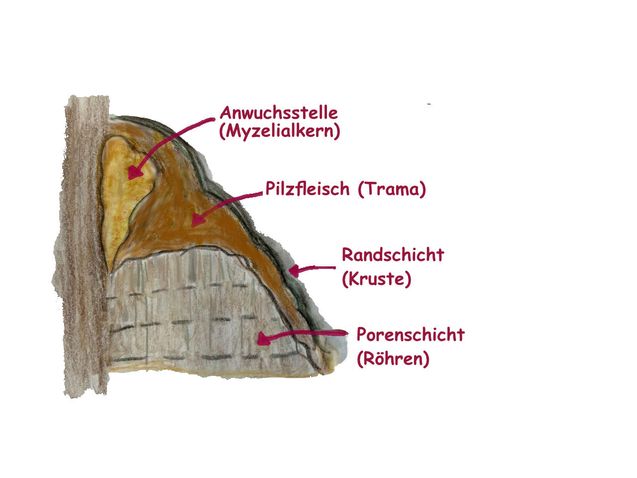 Querschnitt Zunderschwamm