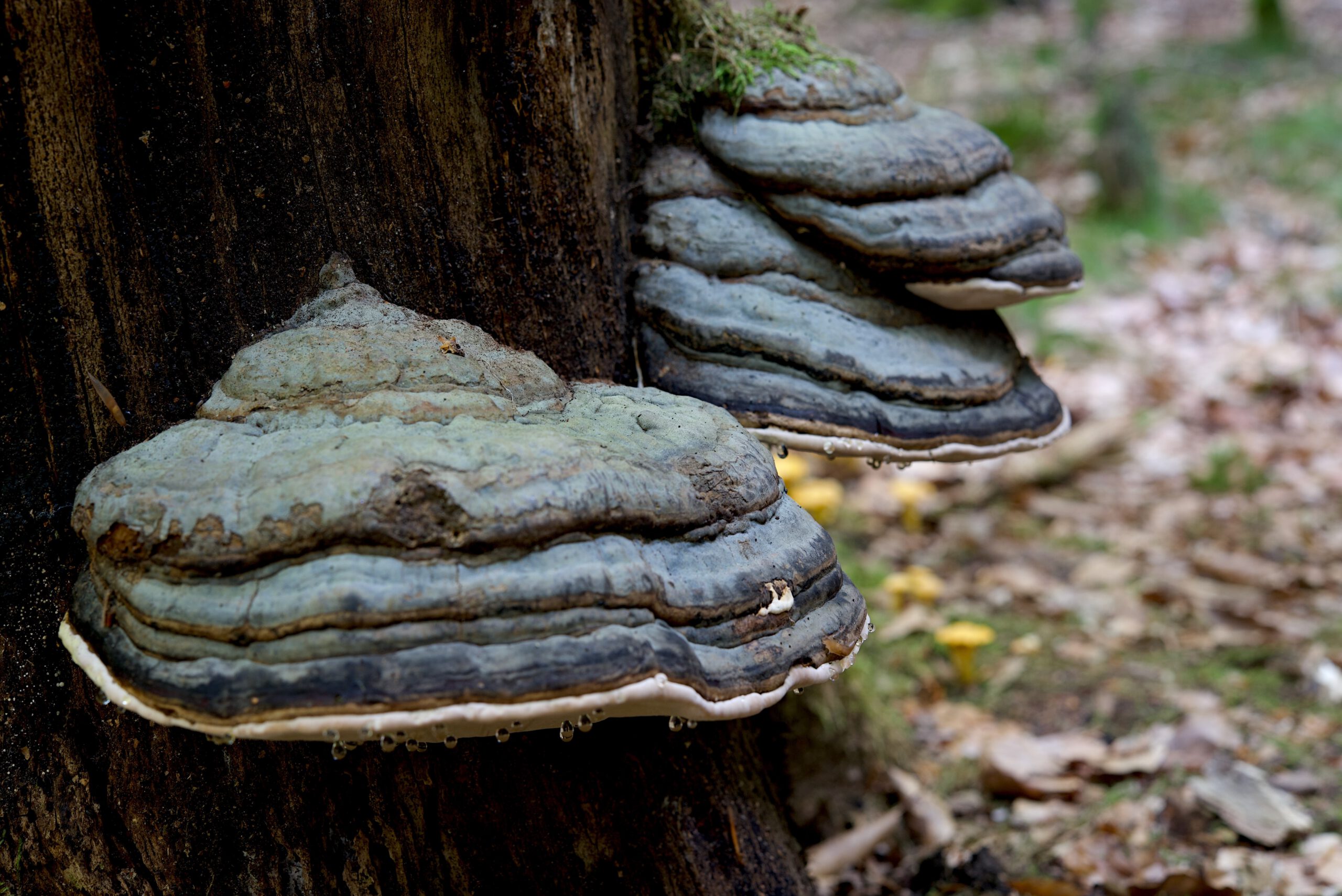 Fomes fomentarius