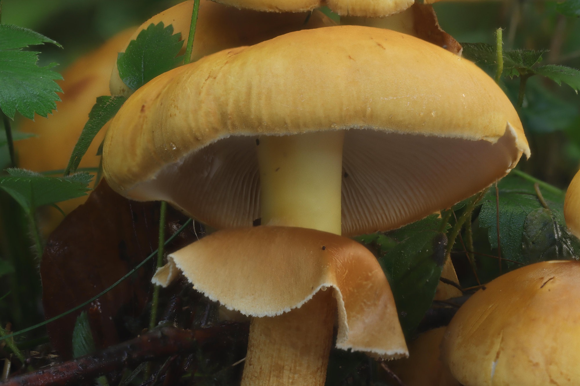 (Phaeolepiota aurea) Glimmerschüppling