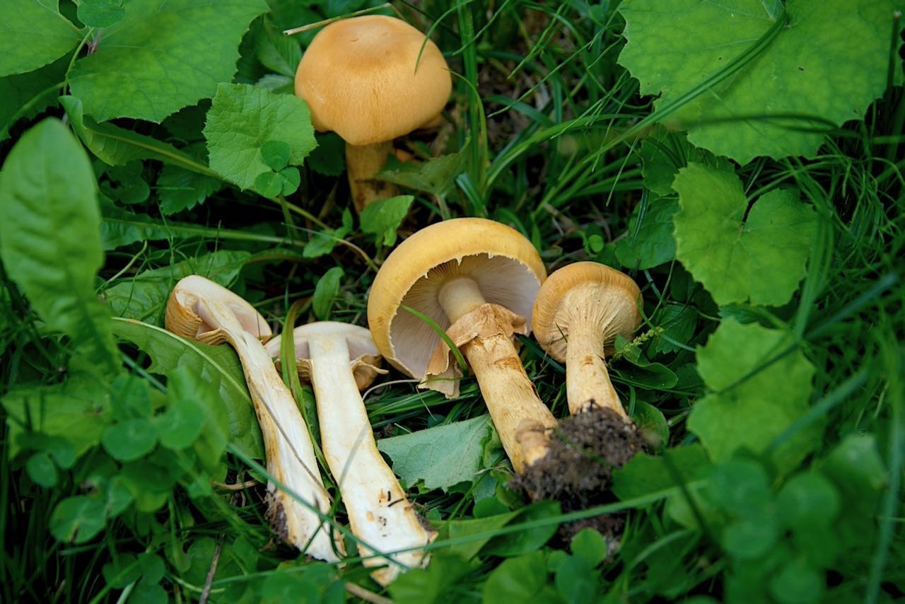 (Phaeolepiota aurea) Glimmerschüppling