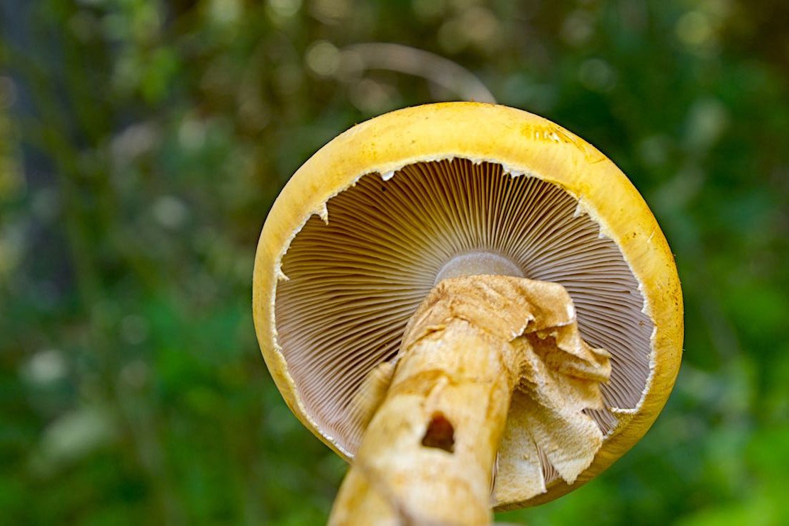 (Phaeolepiota aurea) Glimmerschüppling